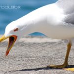 Biognosis Toolbox Promo - screeching seagull on dock